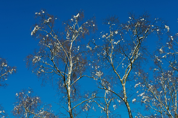 Isabelle-Zezima_Fontainebleau_2018-02-08_fontainebleau-(15)