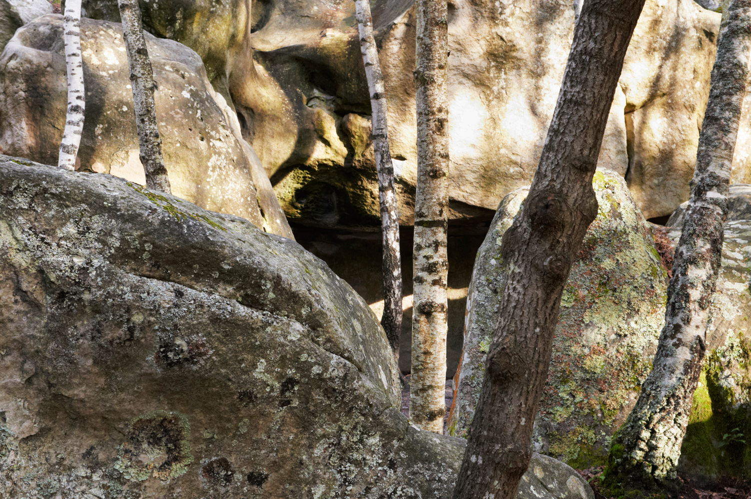 Des arbres et des pierres, Forêt de Fontainebleau