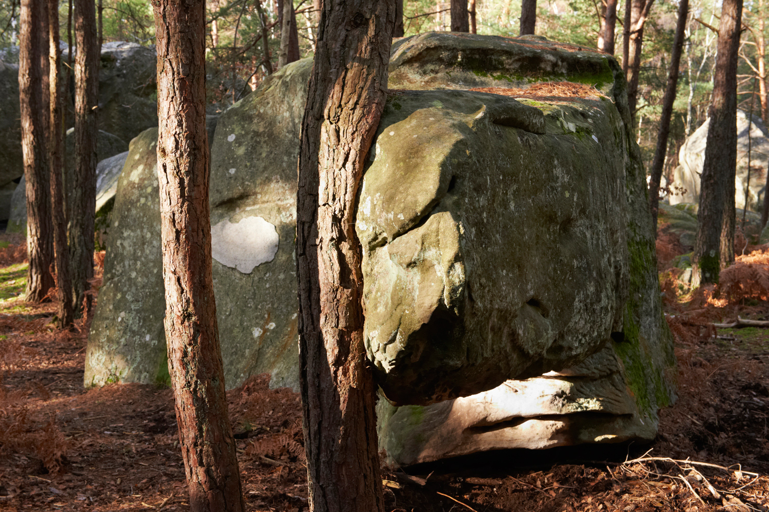 Monstre de pierre, Forêt de Fontainebleau